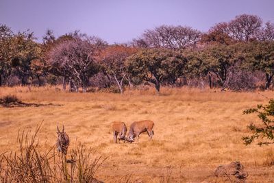 Gnoes on savannah