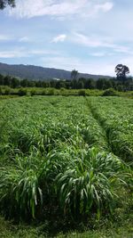 Scenic view of agricultural field against sky