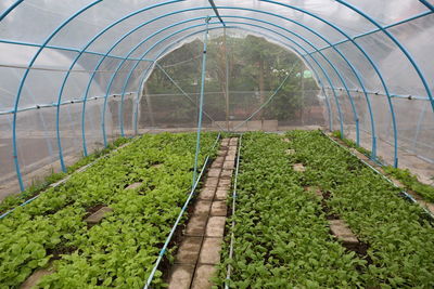 Plants growing in greenhouse