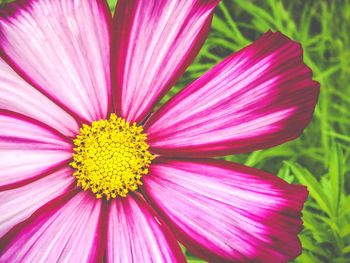 Close-up of pink flower