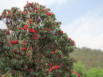 Low angle view of red flowering plants against sky