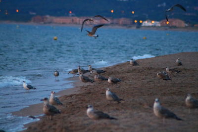 Flock of seagulls on beach