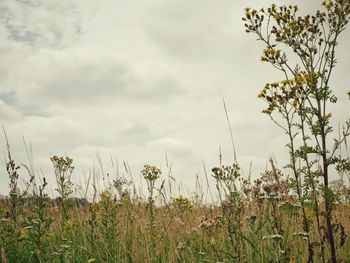 Scenic view of field against cloudy sky