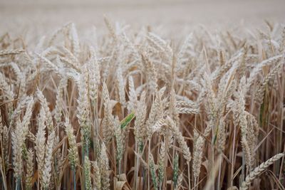 Close-up of crops growing on field