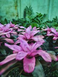 Close-up of pink flowers