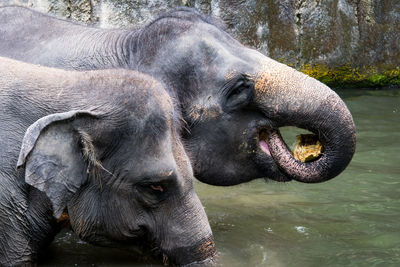 Close-up of elephant in lake
