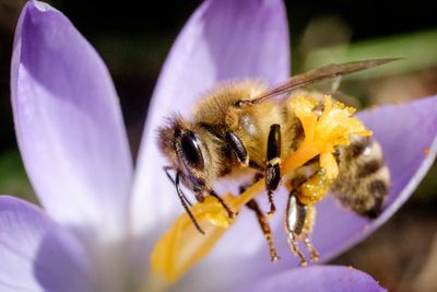 Close-up of bee on purple flower