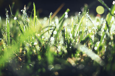 Close-up of wet grass on field during rainy season