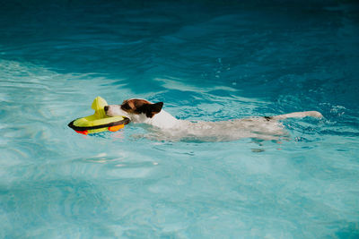 Dog swimming in backyard swimming pool on a sunny day with a toy in its mouth 