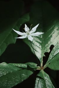 Close-up of flowering plant