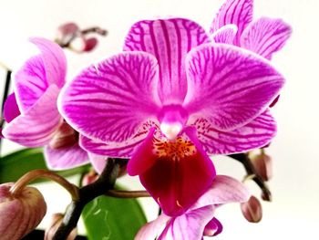 Close-up of orchids blooming outdoors