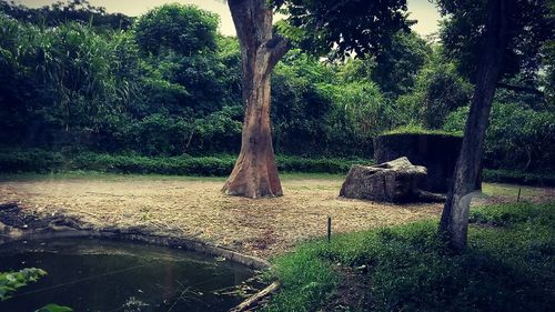 Trees in forest