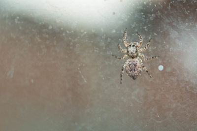 Close-up of spider