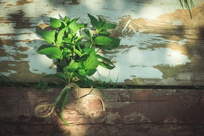 Close-up of leaves on wall