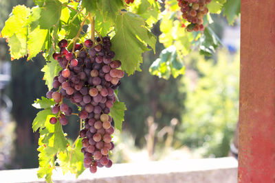 Close-up of grapes growing in vineyard