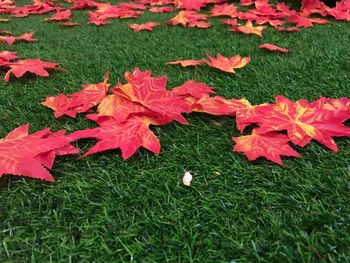 Close-up of red maple leaves on grass