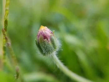 Close-up of flower bud
