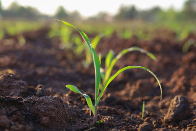 Close-up of plant growing on field