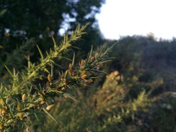 Close-up of plant against blurred background