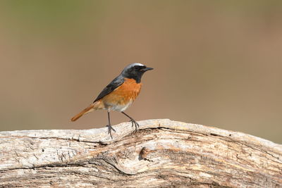 Close-up of bird perching on wood