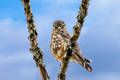 Merlin perching on tree against sky