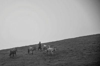 Man with horses walking on land against clear sky