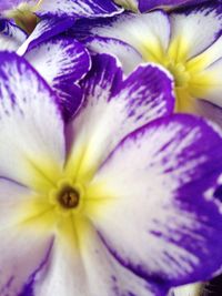 Close-up of yellow flower