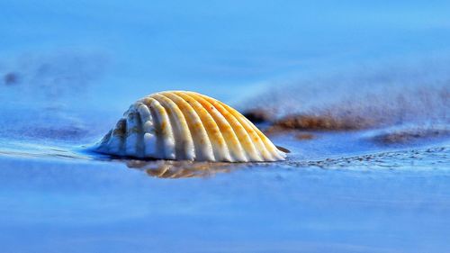 Close-up of seashell on sea