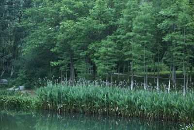 Scenic view of lake in forest