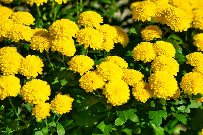 Close-up of yellow flowering plant