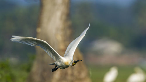 Close-up of seagull flying