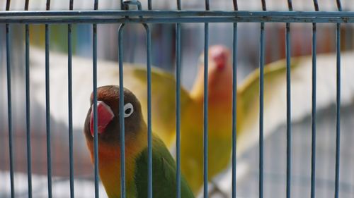 Close-up of parrot in cage