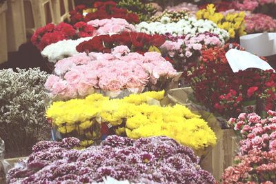 Close-up of pink flowers