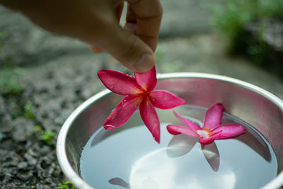 Close-up of hand holding red flowering plant