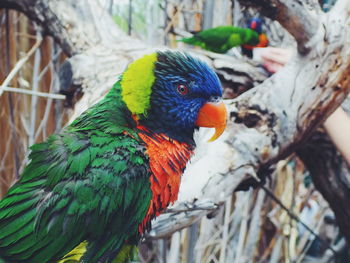 Close-up of rainbow lorikeets perching on dead tree in zoo