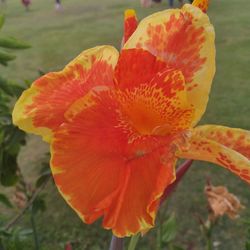 Close-up of yellow hibiscus blooming outdoors