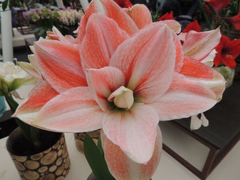 Close-up of pink flowers blooming outdoors