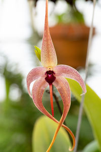 Close-up of red lily on plant