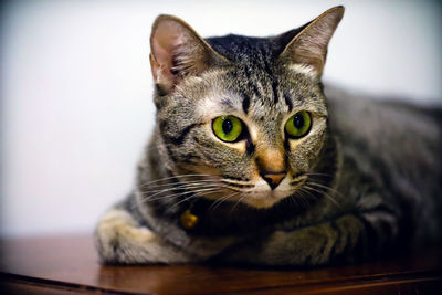 Close-up portrait of a cat