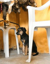 Dog looking away while sitting on chair