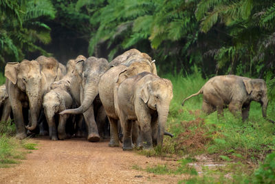 Elephant walking in a field