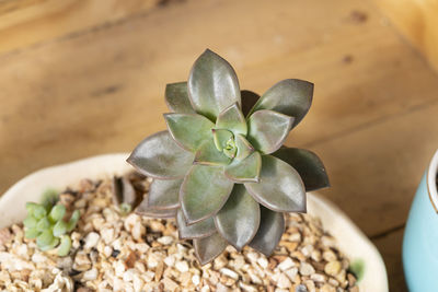 High angle view of potted plant on pebbles