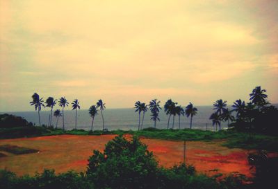 Scenic view of palm trees on field against sky at sunset