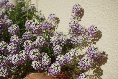 Close-up of purple flowering plant