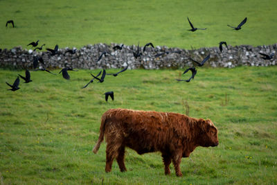 Horse standing on field