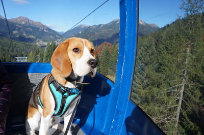 Portrait of dog in car against mountains