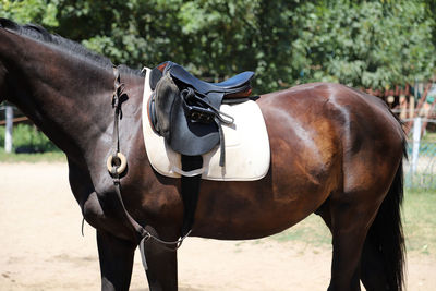 Horse standing in ranch