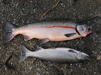 High angle view of dead fish on land