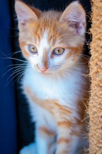 Close-up portrait of cat