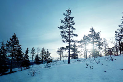 Trees on snow covered landscape